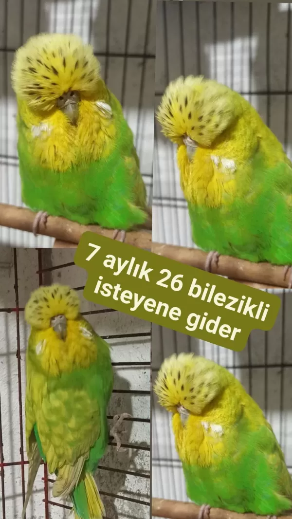 Show Jumbo Dişi Muhabbet Kuşu