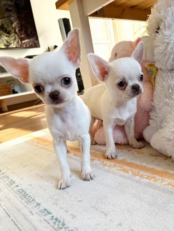 Safkan Beyaz Erkek Chihuahua Köpekler