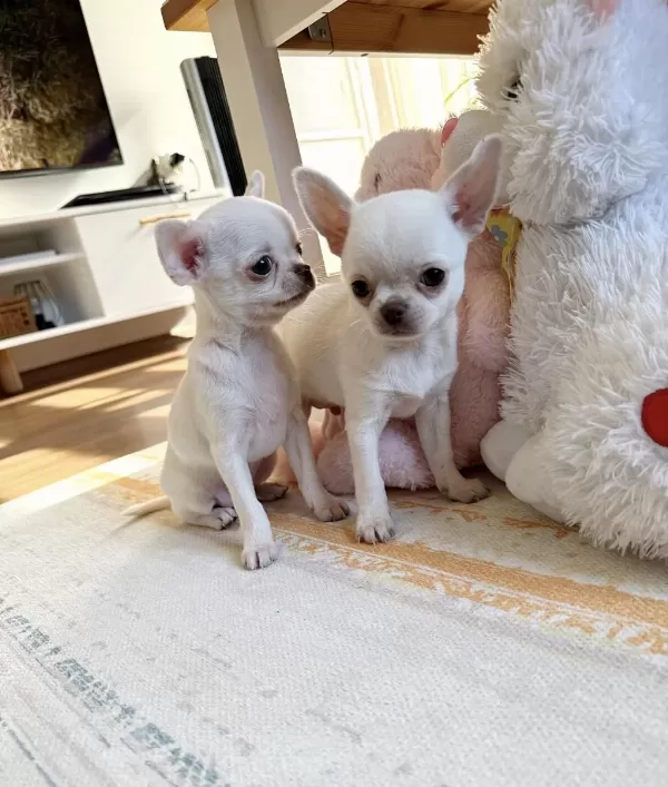 Safkan Beyaz Erkek Chihuahua Köpekler