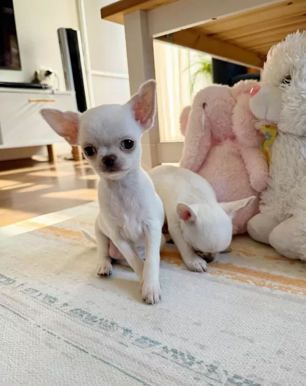 Safkan Beyaz Erkek Chihuahua Köpekler