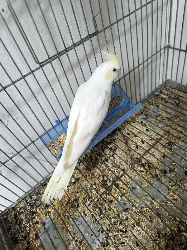 Mutasyon Sultan Papağani Yavrulari