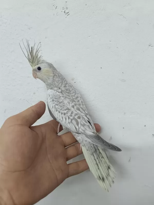 Mutasyon Sultan Papağani Yavrulari