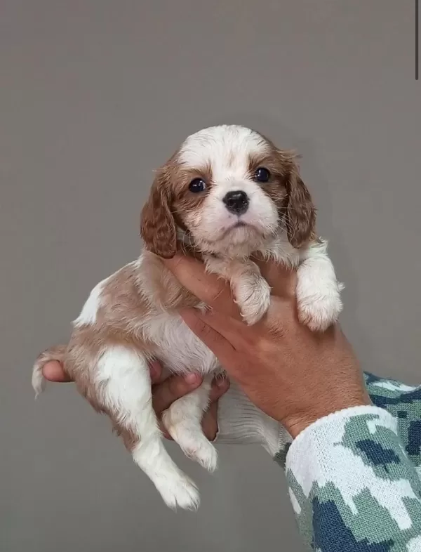 Cavalier King Charles Yavrular