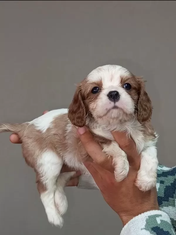 Cavalier King Charles Yavrular