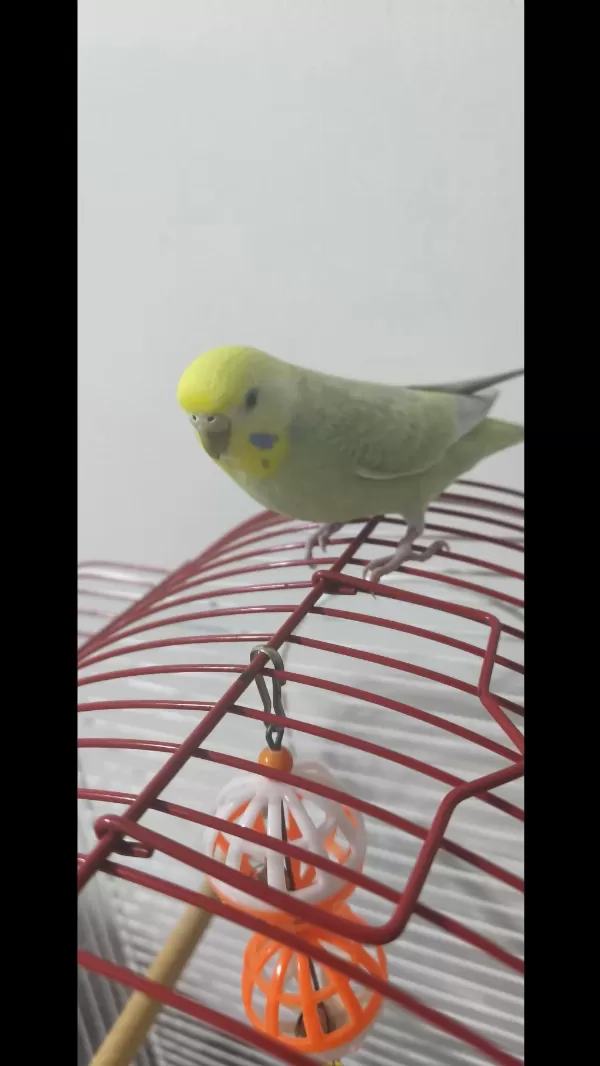 Harika Muhabbet Kuşu Dişi