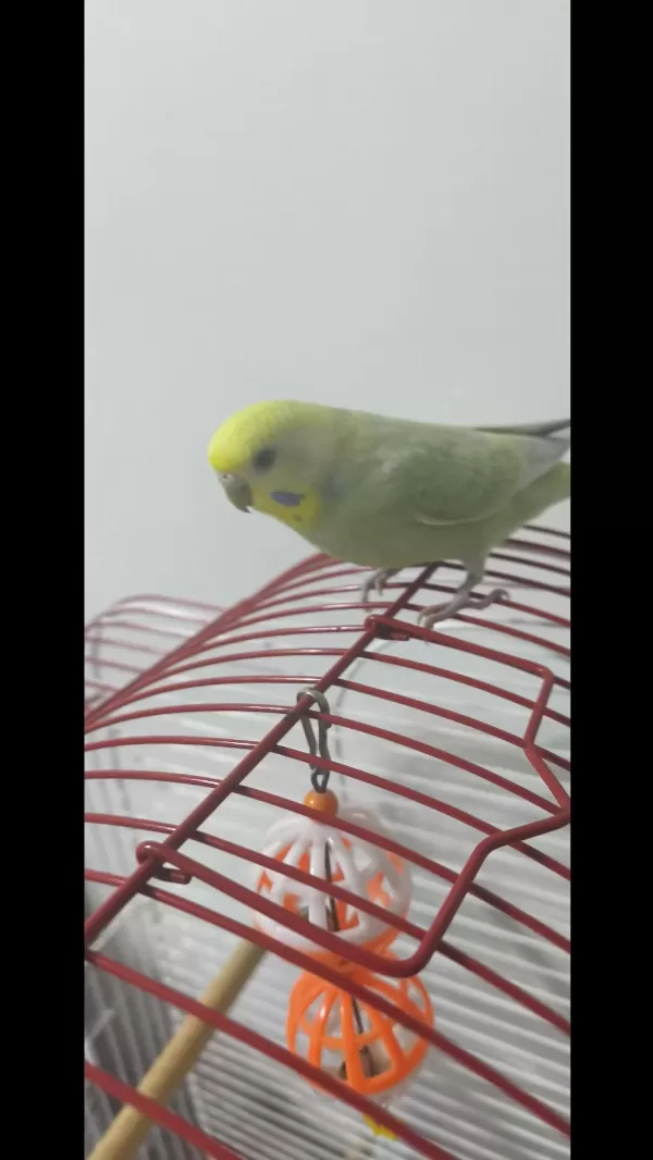 Harika Muhabbet Kuşu Dişi