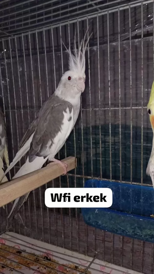 Sultan Papağanı Yavru Ve Damızlık Kuşlar