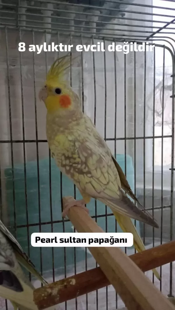 Sultan Papağanı Yavru Ve Damızlık Kuşlar