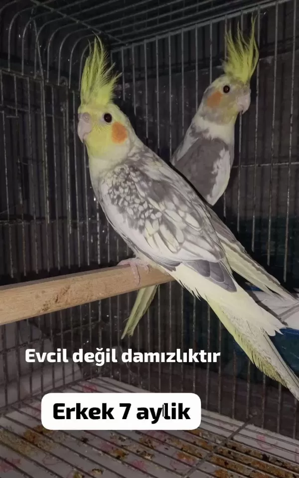 Sultan Papağanı Yavru Ve Damızlık Kuşlar