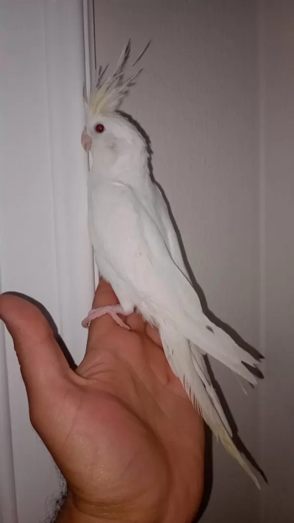 Albino Sultan Papağanı 3,5