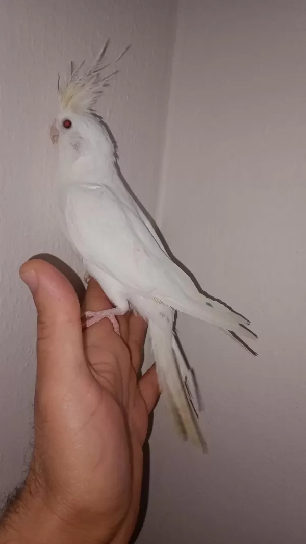 Albino Sultan Papağanı 3,5