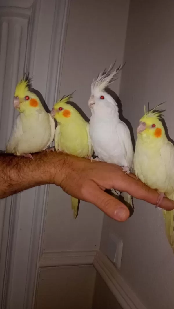 Lutino Sultan Papağanları