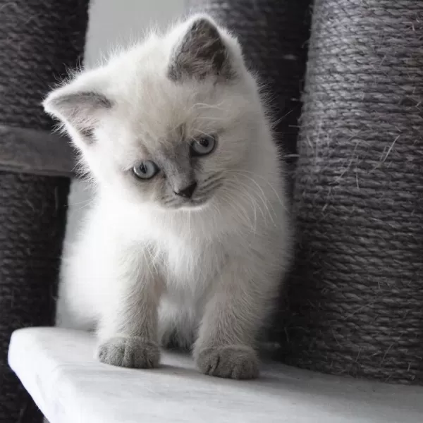 British Shorthair Yavrulari