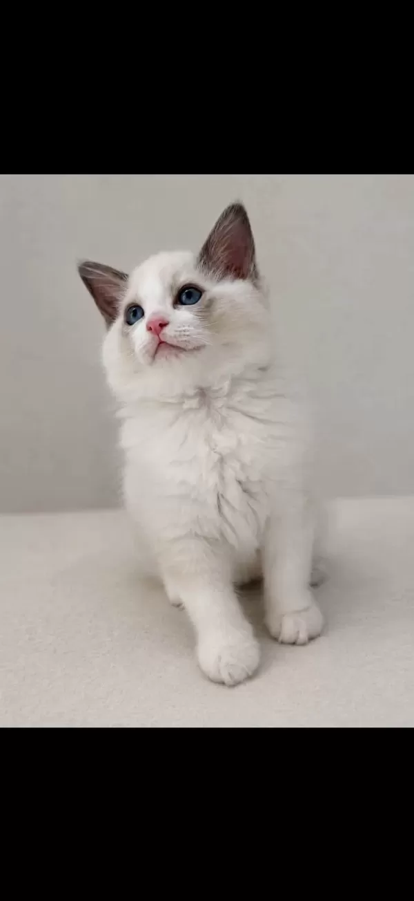 Ragdoll Arayanlara Özel Bebekler