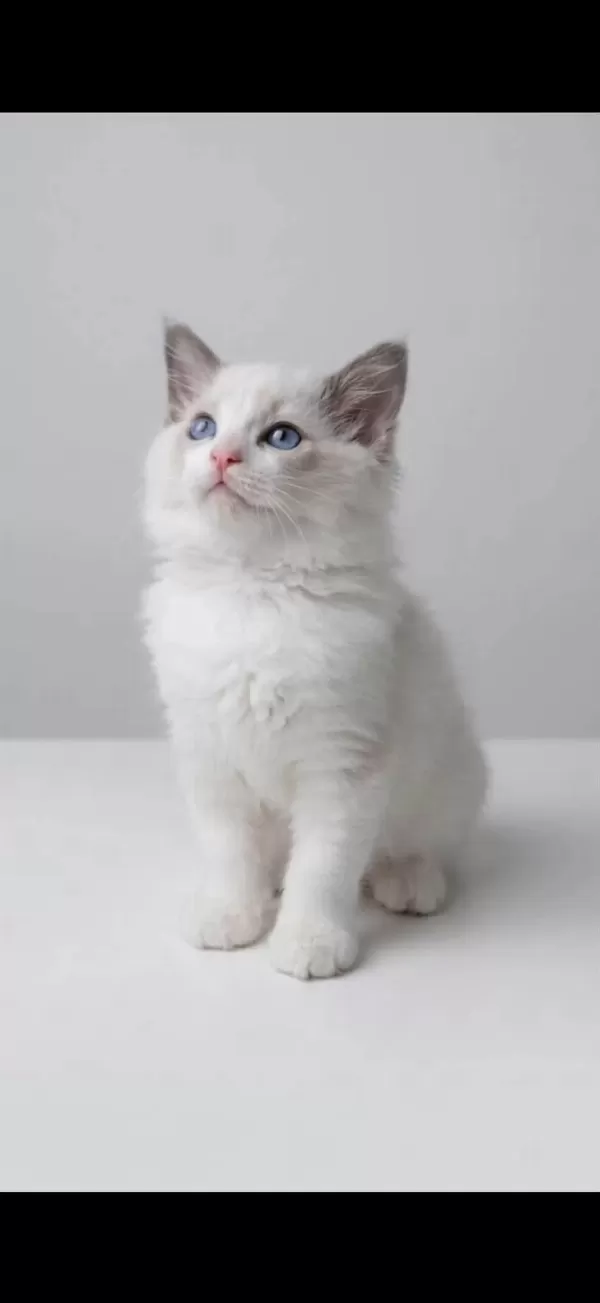 Ragdoll Arayanlara Özel Bebekler