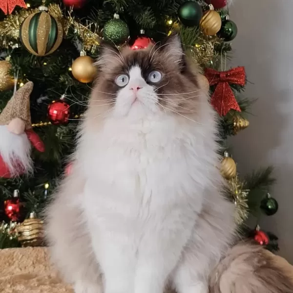 Ragdoll Arayanlara Özel Bebekler