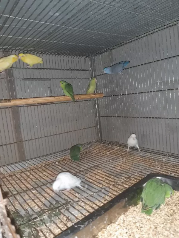 Ela Petshop’un Minik Güzellikleri: Forpus Papağanları