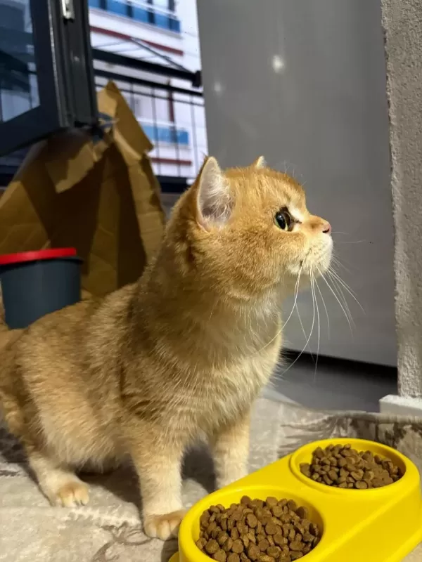 Ücretsiz Sahiplendirme British Shorthair