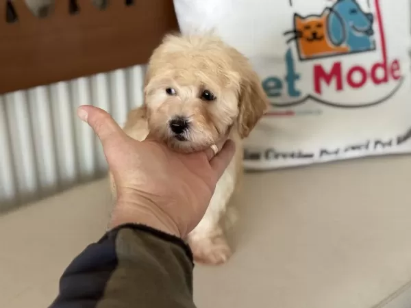 Ultra Kalite Aşılı Pasaportlu Mini Maltipoo Yavrular