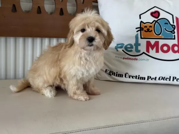 Ultra Kalite Aşılı Pasaportlu Mini Maltipoo Yavrular