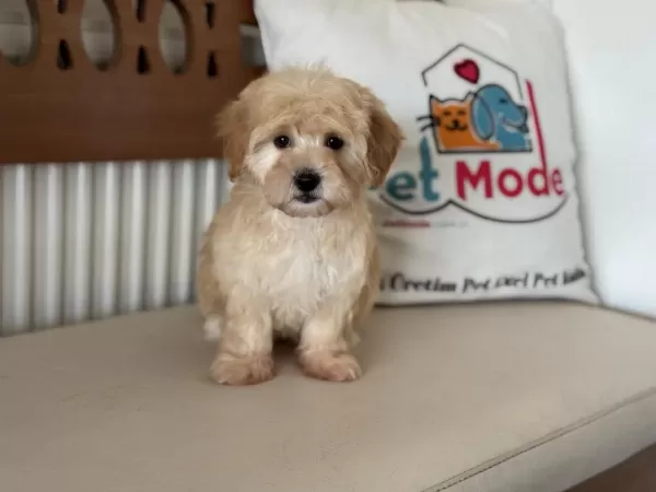 Ultra Kalite Aşılı Pasaportlu Mini Maltipoo Yavrular