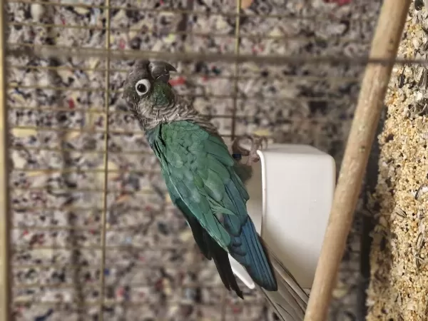 Dişi Hazir Greencheck Konur Papağani