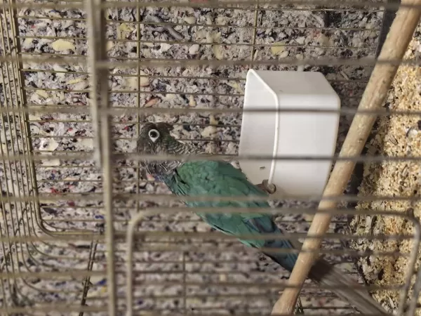 Dişi Hazir Greencheck Konur Papağani