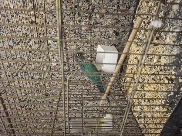 Dişi Hazir Greencheck Konur Papağani