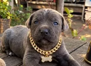 Safkan Cane Corsa