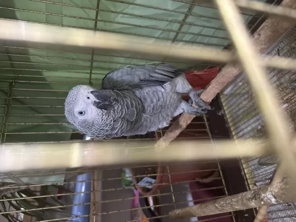 Kırmızı Kuyruk Jako Papağanı