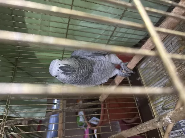 Kırmızı Kuyruk Jako Papağanı