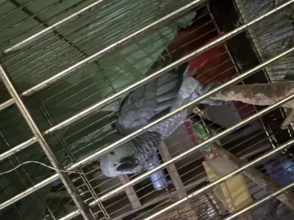 Kırmızı Kuyruk Jako Papağanı