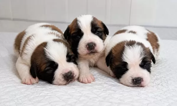 Dev Saint Bernard