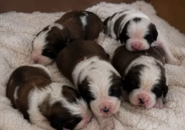 Dev Saint Bernard