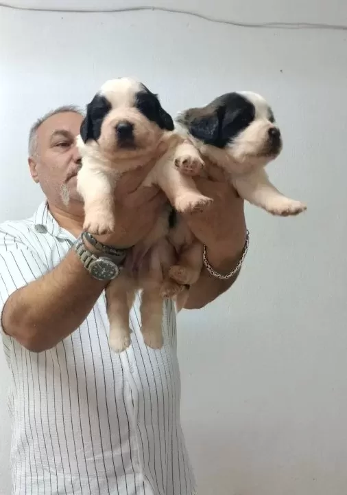 Yüreği Yumuşak Dev Irk