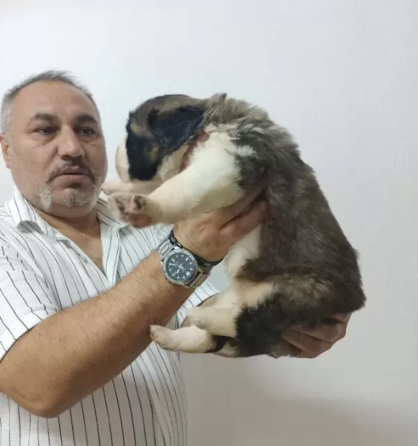 Yüreği Yumuşak Dev Irk