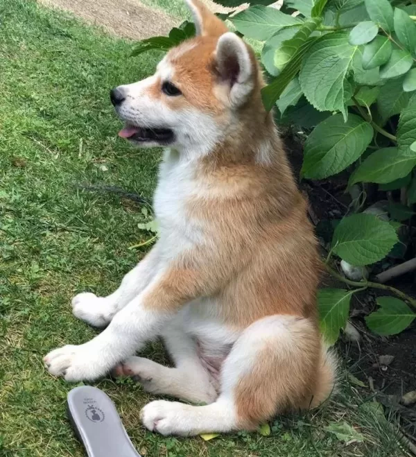 Türki Yeni N En Özel Japon Aki Ta Yavrulari