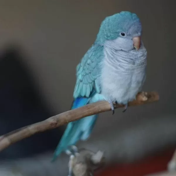 Mavi Renk Keşiş Papağanlar