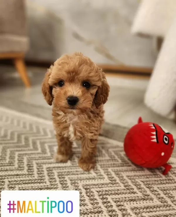 Maltipoo Yavrularimiz