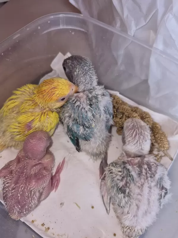 Renk Renk Sevda Papağanları