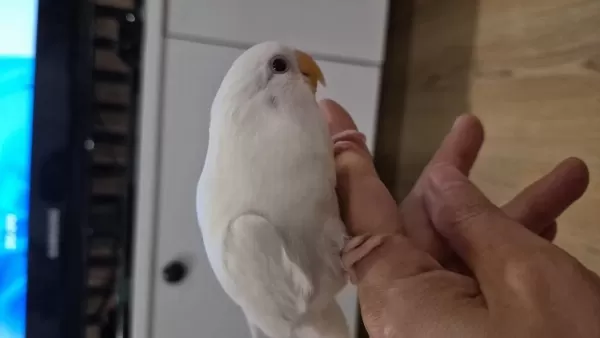 Renk Renk Sevda Papağanları