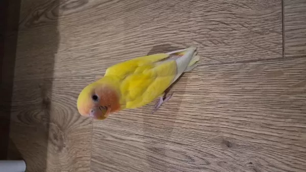 Renk Renk Sevda Papağanları