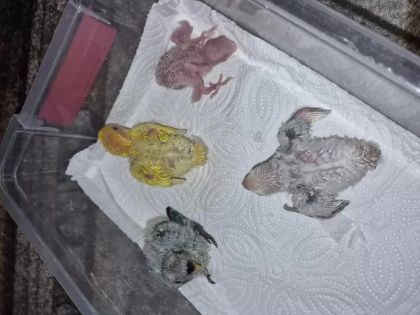 Renk Renk Sevda Papağanları