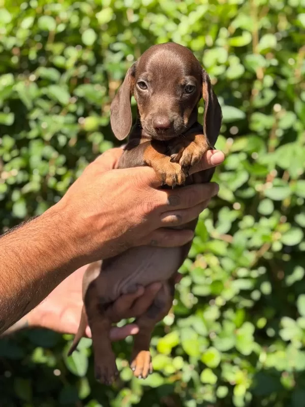 Çok Özel Nadir Olan Dachshund Yavrumuz