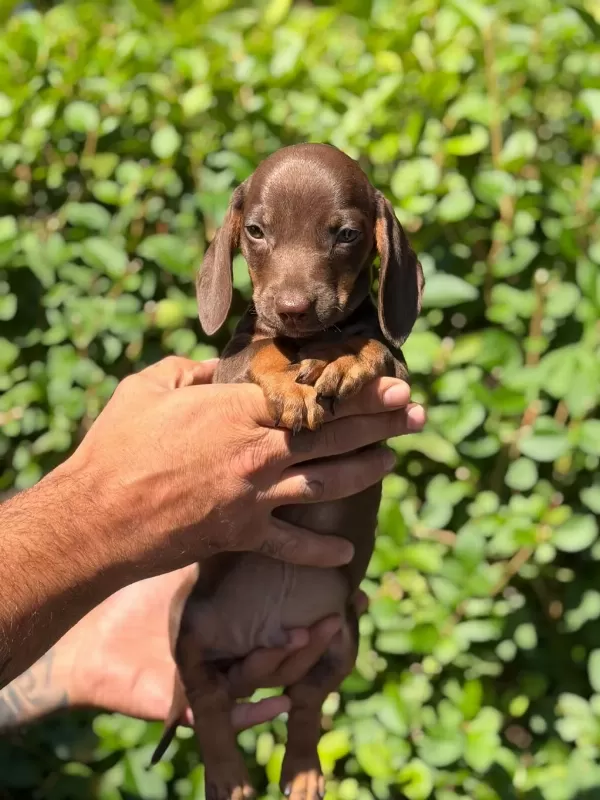 Çok Özel Nadir Olan Dachshund Yavrumuz
