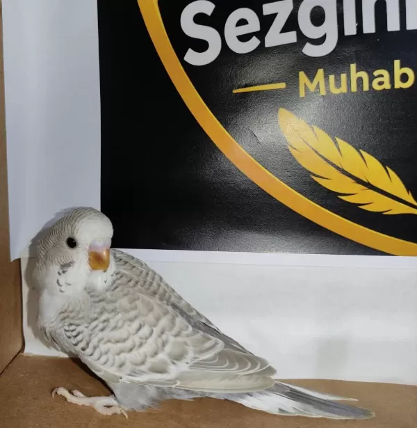Ele Alıştırmalık Konuşturmalık Kuşlar Mevcuttur