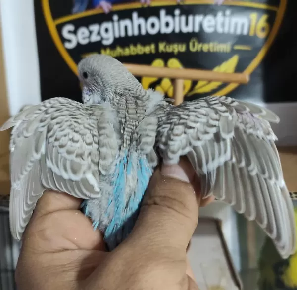 Ele Alıştırmalık Konuşturmalık Kuşlar Mevcuttur