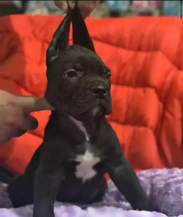 Cane Corso Koca Kafa Yavrular