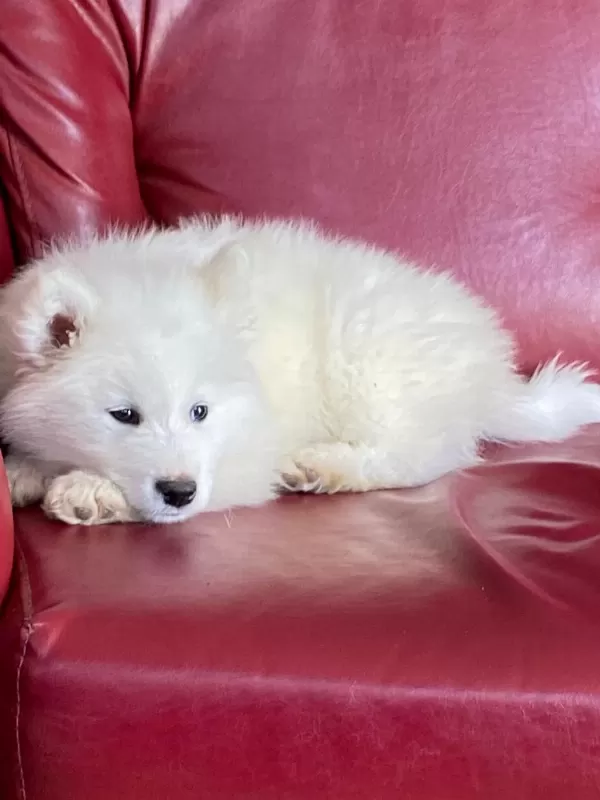 Samoyed Bebeklerimiz