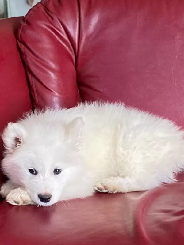 Samoyed Bebeklerimiz